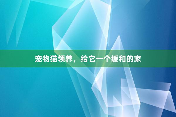 宠物猫领养，给它一个缓和的家
